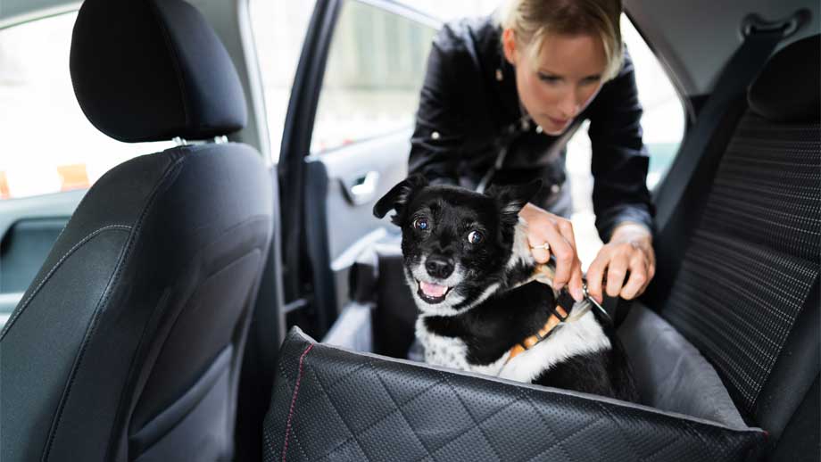 Autofahren mit Hund - verpinscht